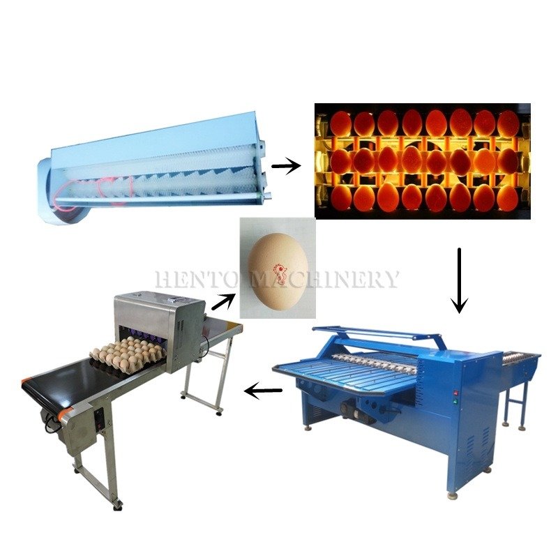 Egg Grading, Candling & Packing Line equipment and production reference